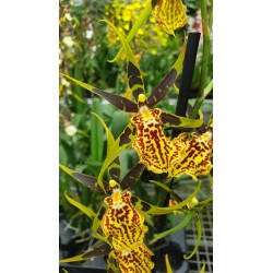 Brassia Mystic Maze