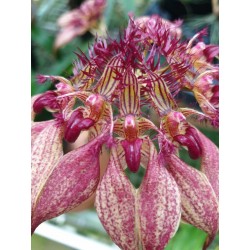 Bulbophyllum rothscidiana