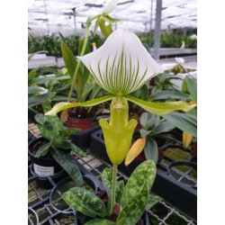 Paphiopedilum Mudier