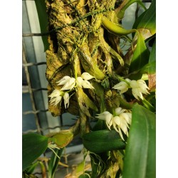 Bulbophyllum Laxiflorum in...