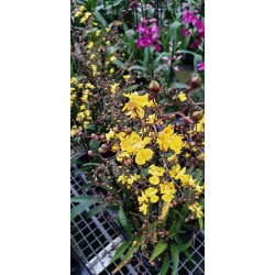 Oncidium Lemon Surprise