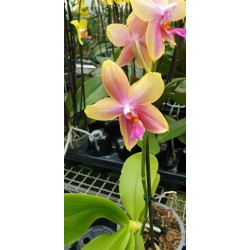 Phalaenopsis liodoro
