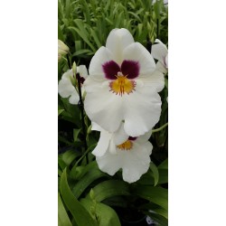 Miltonia Herralexandre