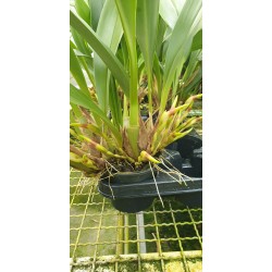 Maxillaria Luteo Alba