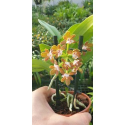 Gastrochilus Acutifolius