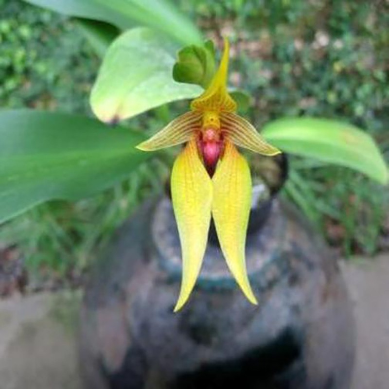 Bulbophyllum Carunculatum