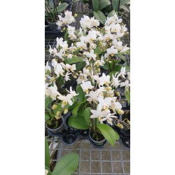 Phalaenopsis  bianco mini...