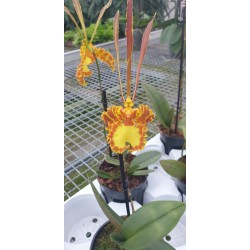 Psychopsis mariposa