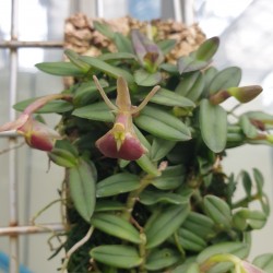 Epidendrum propax