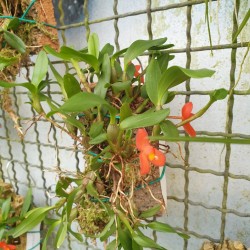 Maxillaria sophronitis zattera