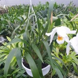 Coelogyne Linda Buckley