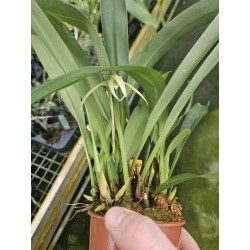 Maxillaria goldenberg