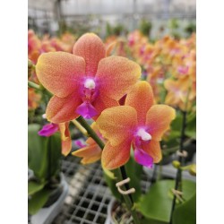 Phalaenopsis Bolgheri...