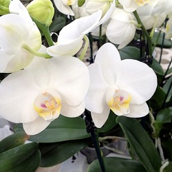 Phalaenopsis Bianco