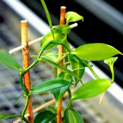 Vanilla Planifolia