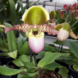 Paphiopedilum Pinocchio