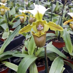 Paphiopedilum Spicerianum