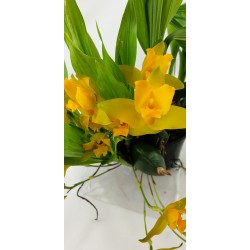 Lycaste Aromatica x Cruenta