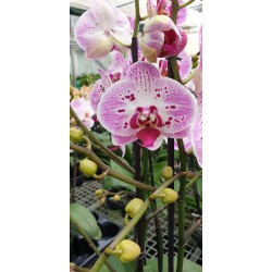 Phalaenopsis strawberry