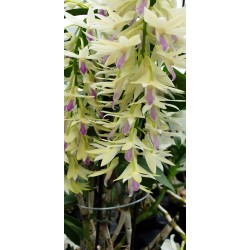 Dendrobium ametistoglossum