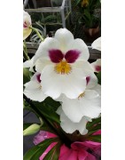 Miltonia