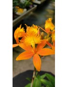 Epidendrum Radicans