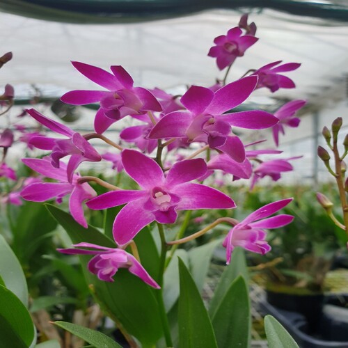 Dendrobium Kingianum.jpg